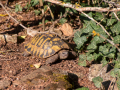 MG_4697-Kopie