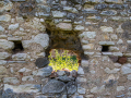 MG_4291-Kopie