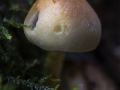 _MG_2472