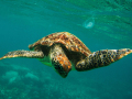 Great-Barrier-Reef-Turtle-Kopie